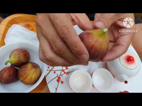 cách trồng cây cam xoàn trong chậu, trồng cây bưởi trong chậu, trồng cây sung mỹ trong chậu.