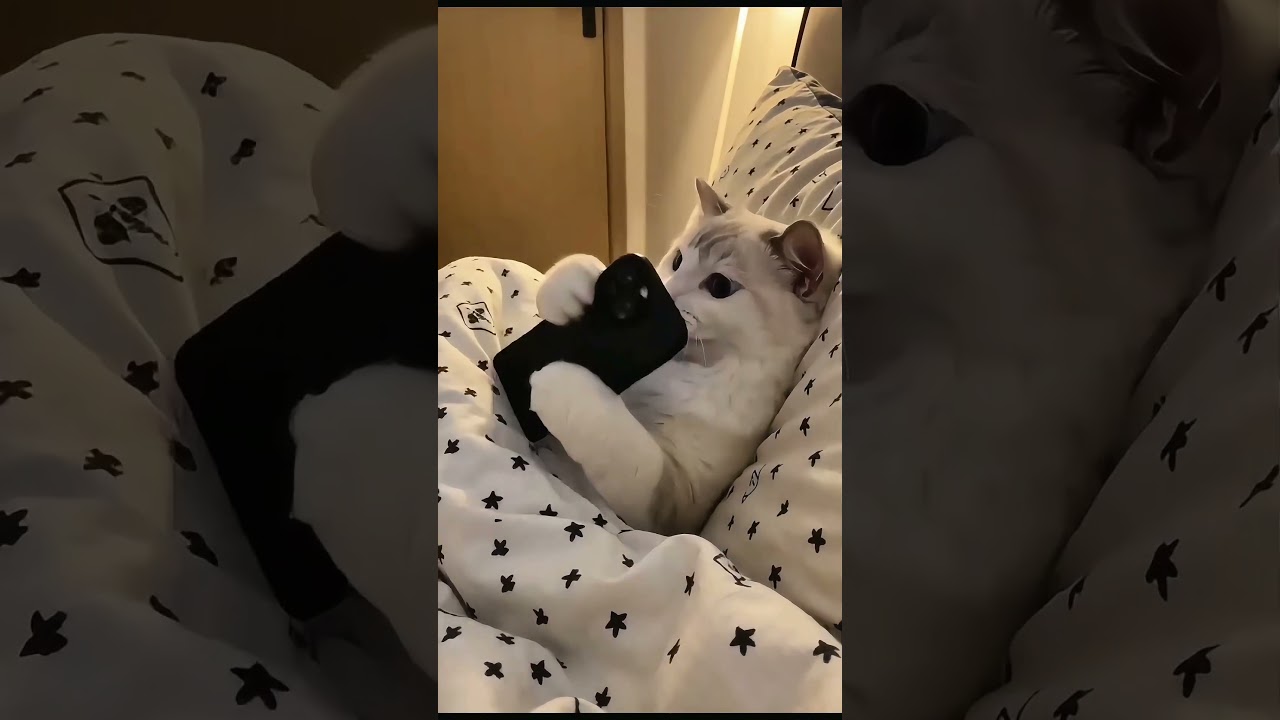 A tiny kitty who’s obsessed with watching short videos! ショート動画を見るのが大好きなニャンコちゃん#cutecat #funny #ねこ