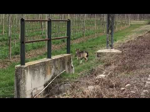 Lupi: i video dei lettori a Bricherasio e Bibiana