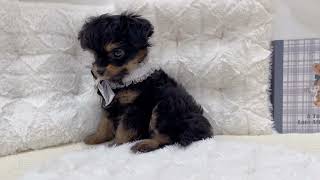 ハーフ犬の動画01