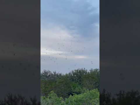 Bats emerging from the cave at dusk. You may also get to observe hawks, falcons and owls hunt bats on the wing as they fly out.