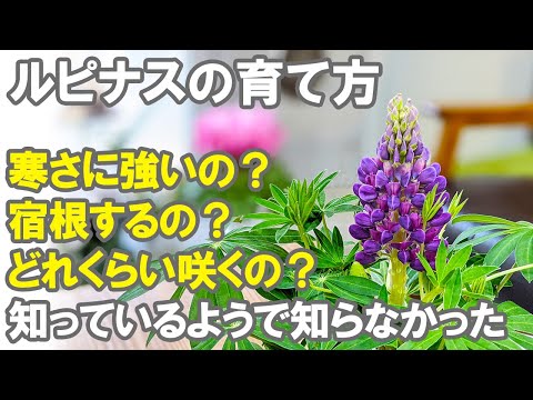 ホワイトルピナスについて詳しく解説