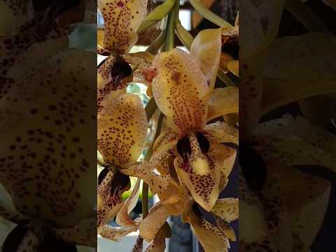 , title : 'Stanhopea wardii #orchid #plants #flowers #thenaturecompany'