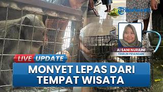 Monyet Ekor Panjang Lepas dari Kandang, Berkeliaran di Permukiman Cijeungjing, Sempat Kejar Warga