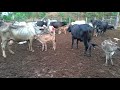 Tirando Leite Das Vacas No Curral Manualmente Pela Manha Bezerros Aproveitam A Seção Mamação
