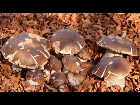 Promenade en couleurs meljacoises (Photos de Jean-marie ALBINET) - Diffusée lors de la soirée automnale d'octobre 2019 - 29/11/2019