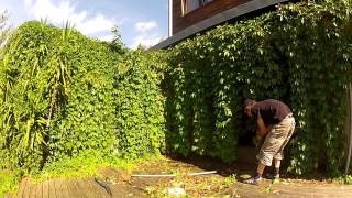Garden chores, taming viginia creeper