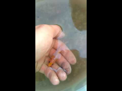 download lagu mp3 mp4 Karasci, download lagu Karasci gratis, unduh video klip Karasci