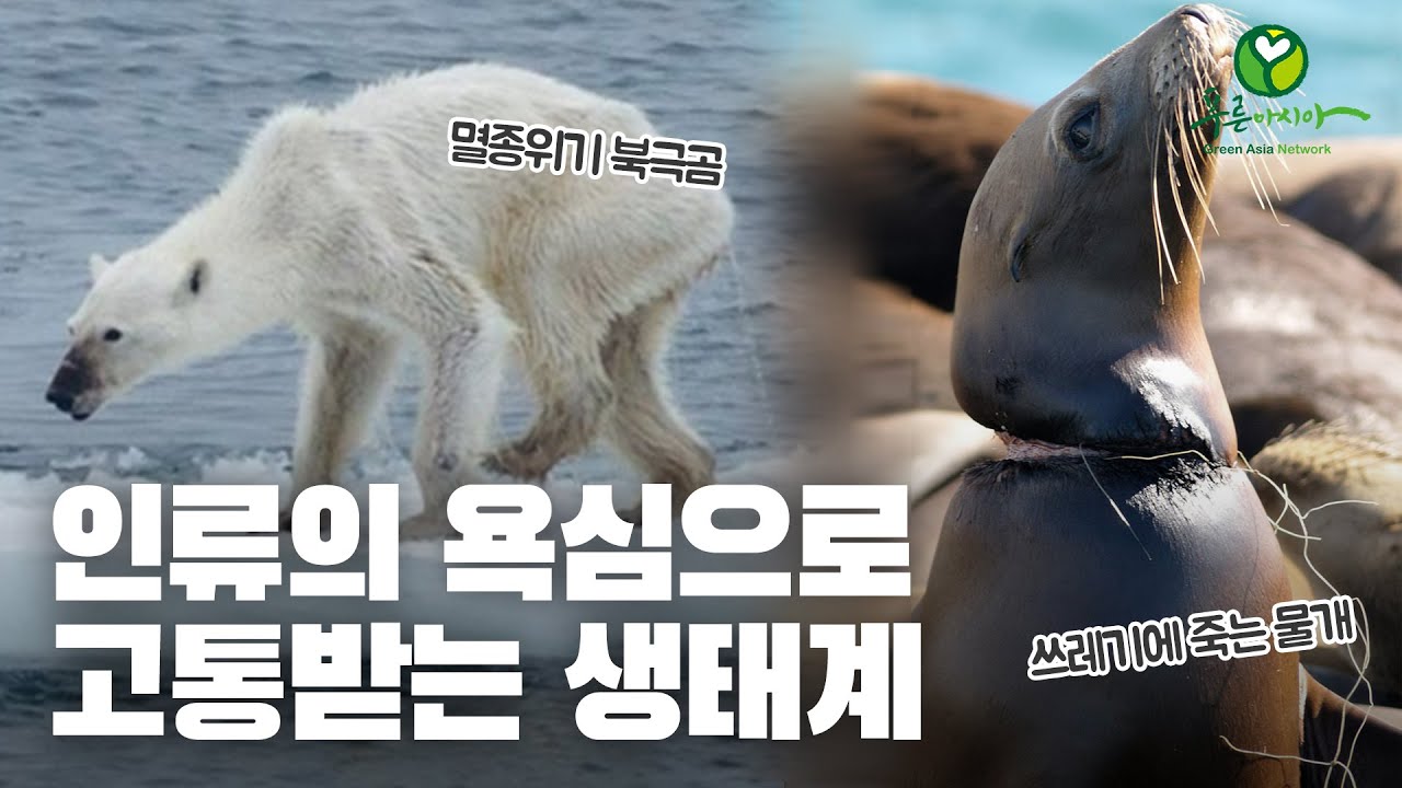 [환경캠페인] 환경오염과 기후위기, 6번째 대멸종을 부르는 인류