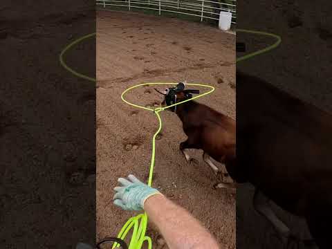 Roping Ol’ Son #teamroping #horse #roping #teamroper #barretthouser