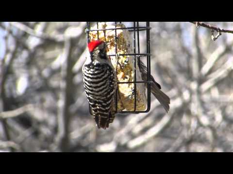 Ladder-backed Woodpecker