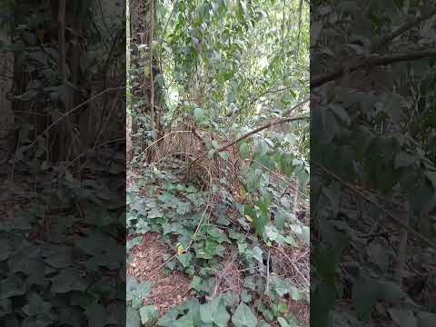 VILLA GIARDINO, NOVIEMBRE 2025