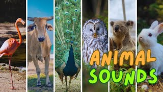 Wild Animal Sounds In 6 Minutes: Cow, Chicken, Dog, Sheep... | Funny animal moments