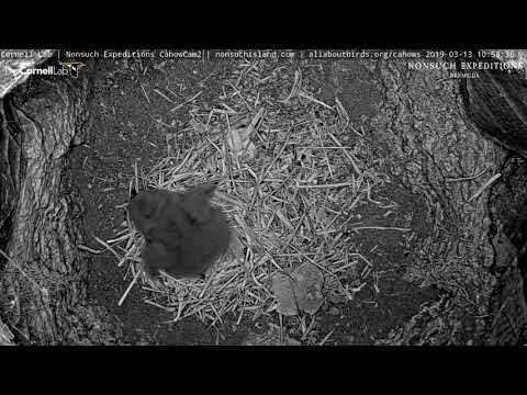 4-Day-Old Bermuda Cahow Chick Flaps Tiny Wings – March 13, 2018