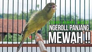 Download lagu Kenari GACOR ngeroll PANJANG AMPUH untuk PANCINGAN & MASTERAN Kenari PAUD cepat BUNYI !! mp3