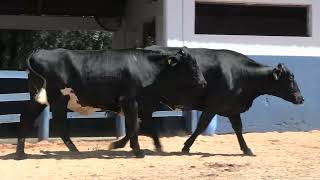 Vídeo 159 - 1ª ETAPA MEGA LIQUIDAÇÃO TOTAL AGROPECUÁRIA MARAJOARA - DIA 4 | GADO GIROLANDO E HOLANDÊS