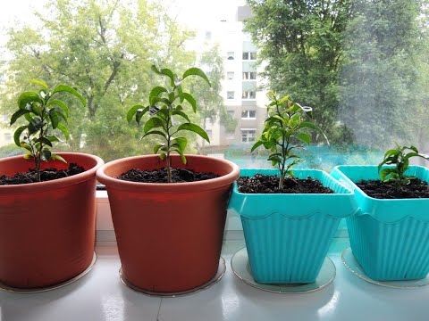 Mandarinen aus Samen züchten