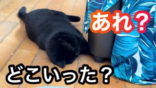 ダンボールの切れ端で遊んでいたキキ、そのあと意外な場所にいました
