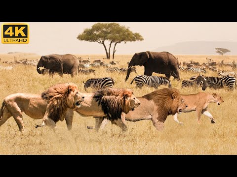 4k African Animals: Hwange National Park - Amazing African Wildlife Footage with Real Sounds