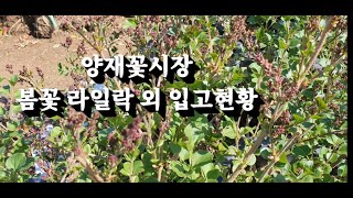 봄꽃 양재꽃시장 구경하고 가세요~   #식물튜브 #양재꽃시장 #양재동꽃시장 #라일락