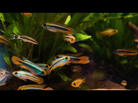 Agassiz' Zwergbuntbarsch 'Alemare red tail' - Apistogramma agassizii 'Alemare red tail'