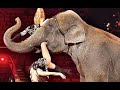 What is a circus | circus history | famous circus | circus animals | circus acts |