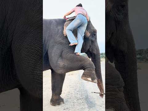 อึ่งไปเลยครับช้างรู้ใจควาญหญิงน้อยของเขาครับ