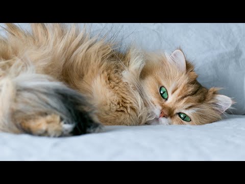 Does Your Cat Sleep In Your Bed?