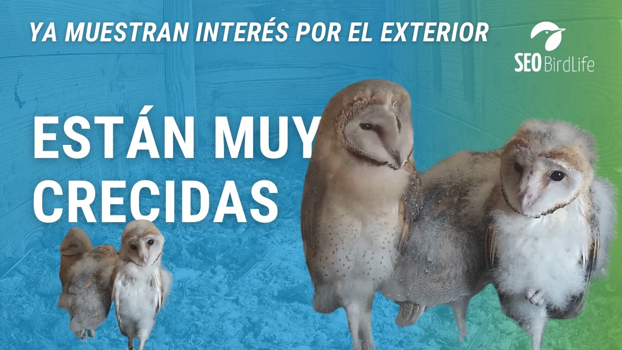 ¡A PUNTO DE LOS PRIMEROS VUELOS! · Lechuza común · Parque Nacional de Cabañeros