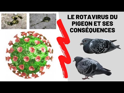 , title : 'Le rotavirus du pigeon et ses conséquences'