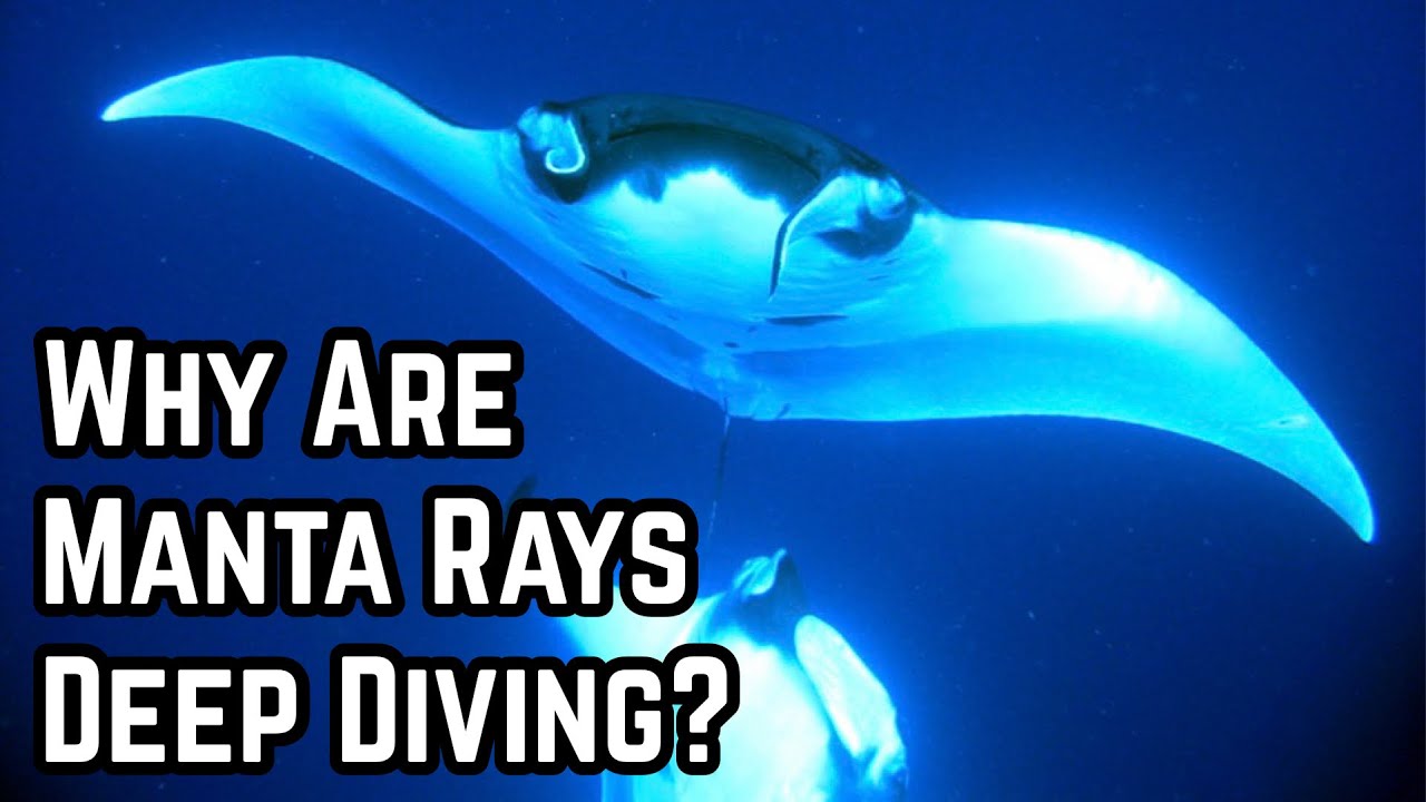 Manta Rays Dive to Extreme Depths: 1250 Meters for Precise Migration
