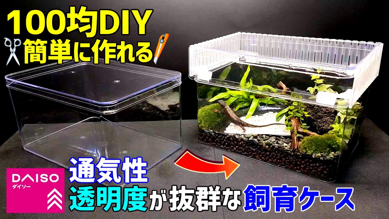 【100均DIY】DAISOアイテムで最強【飼育ケース】を自作！透明度・通気性が抜群！/イモリウム・苔テラリウム/イモリ飼育/両生類・爬虫類ケージ/