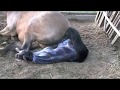 Лошадь рожает жеребёнка!!! Посмотрите!!! 