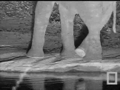 Elephant Leg Crossing