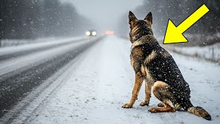 -25 Degrees, Abandoned German Shepherd Looked at Every Passing Driver—Then a Miracle Happened