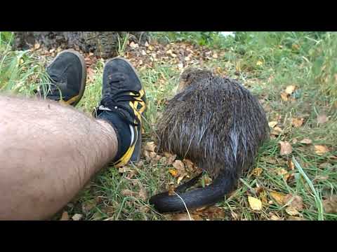 75 "Chill mal Mama!" Nutria an der Ruhr