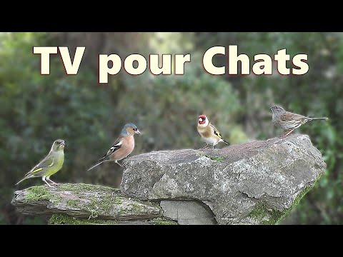 Télévision pour chats ~ vidéos d'oiseaux pour amuser les chats