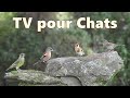 Cat TV ~ Bird Videos to Entertain Cats