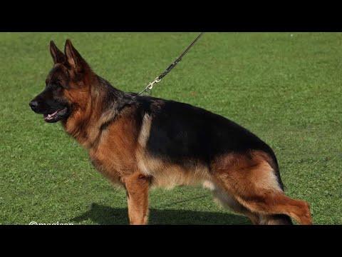 #VA5 Arminius vom Gröster Steinberg #bszs2023 #germanshepherd #gsd #worldchampion #dogshow #gsdlover