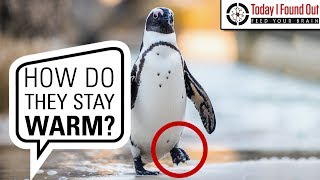 Why Penguins&#39; Feet Don&#39;t Freeze