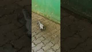 Teiú é o Terror! Teiú Atacando Sem Dó! Olha o Rabo de Teiú! Lagarto