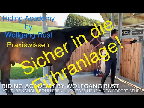 P2/ Praxis mit Pferden! Pferde sicher in die Führanlage/Schrittmaschine geben. Umgang mit Pferden!