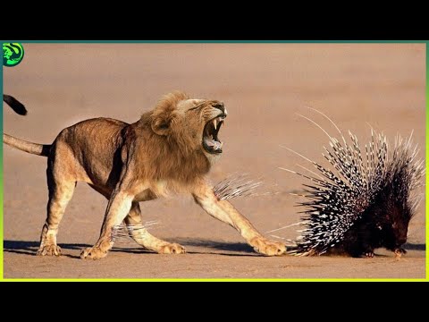 10 Deadly Moments When Animals Battled Against Porcupines and Hedgehogs