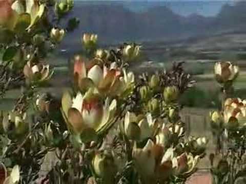 The Cape Floral Kingdom