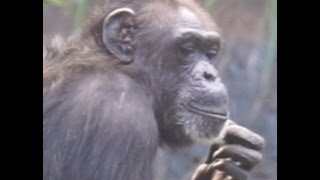 Christmas Music With Animal Kingdom : Chimpanzee, Twelve Days Of Christmas song holiday playlist