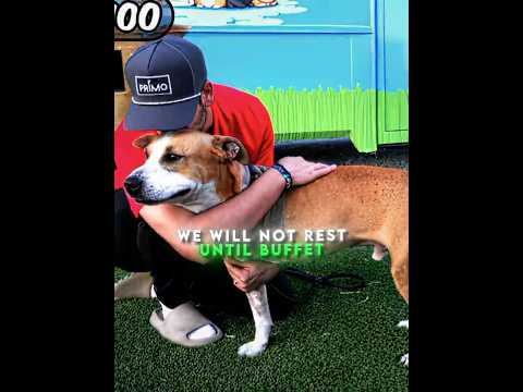 MrBeast Helped This Dog Get A Home !🥺❤️‍🩹 #mrbeast #edit