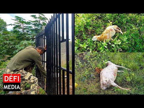 Pailles : des chiens errants tuent 12 moutons