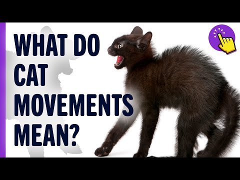 Cat Body Language - How to Understand your Cat Better | Animal World