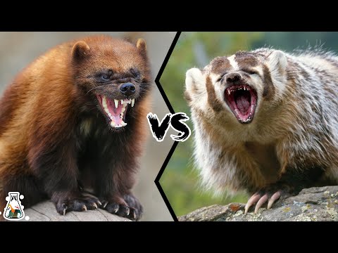 Wolverine vs American Badger -  Who will win this tough fight?