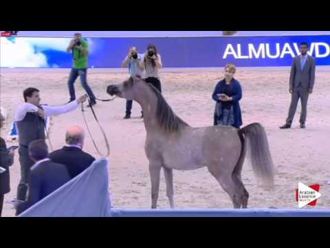 N.174 AJ AZZAM - Dubai 2016 - Colts 2 years old (Class 10)